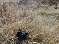 Walker finds unexploded missile on Willsworthy firing range