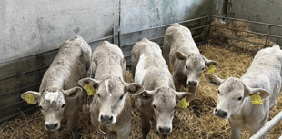 Holsworthy Livestock Market Report: Wednesday, January 14