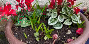 Gardening with Martin Pallett: Spread a good thick layer of compost