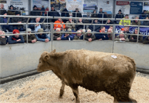Holsworthy Livestock Market Report: Wednesday, January 21