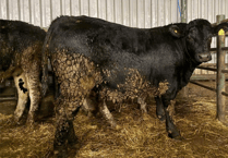 Hallworthy Livestock Market Report: Thursday, January 29