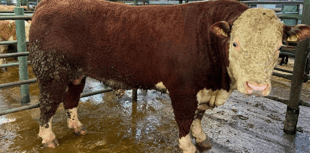 Hallworthy Livestock Market Report: Thursday, February 5