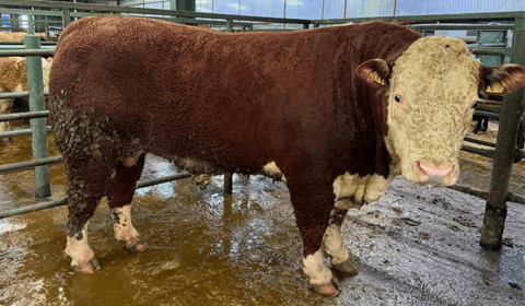 Hallworthy Livestock Market Report: Thursday, February 5
