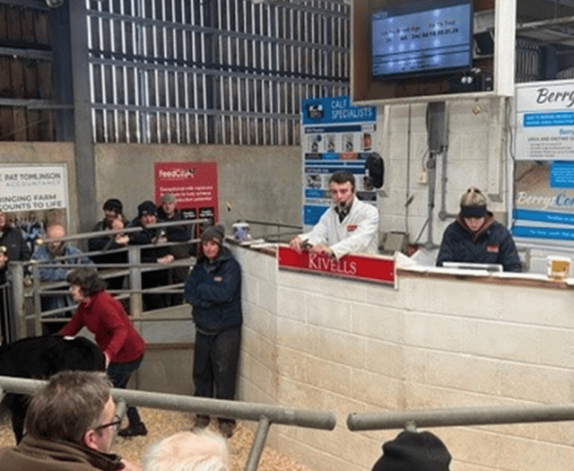 Holsworthy Livestock Market Report: Wednesday, February 11