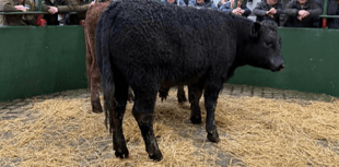 Hallworthy Livestock Market Report: Thursday, February 12