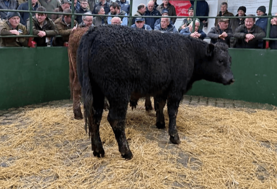 Hallworthy Livestock Market Report: Thursday, February 12