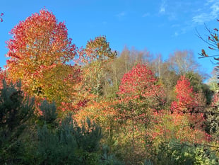 We are being encouraged to plant more trees