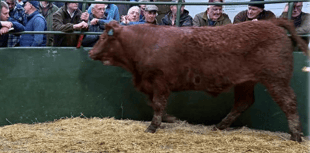 Hallworthy Livestock Market Report: Thursday, February 19