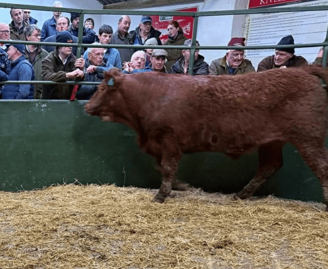 Hallworthy Livestock Market Report: Thursday, February 19