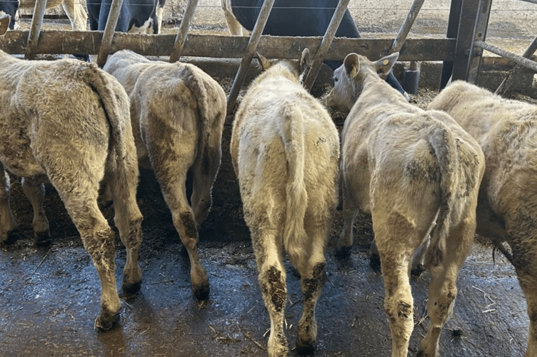 482 calves through the ring at Holsworthy this Wednesday
with all calves averaging £493 a head!