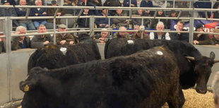 Holsworthy Livestock Market Report: Wednesday, February 25