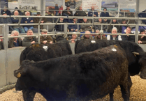 Holsworthy Livestock Market Report: Wednesday, February 25
