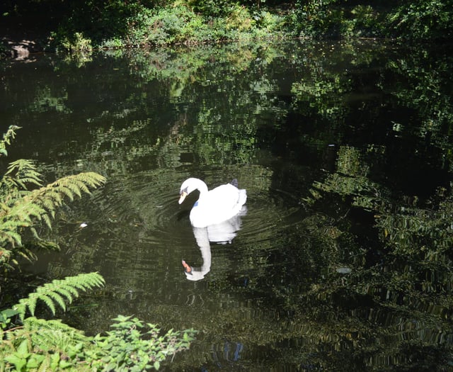 Henwyn tyller/Place names: Tehidy Country Park