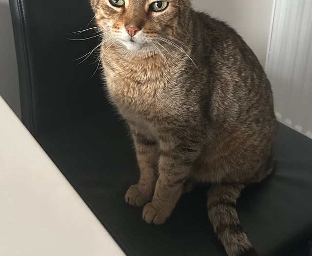 Pet owner’s joy as lost cat found 19 months later