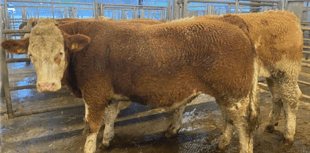Holsworthy Livestock Market Report: Wednesday, March 4