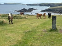 Lawyer issues warning after cattle trampled dog walker