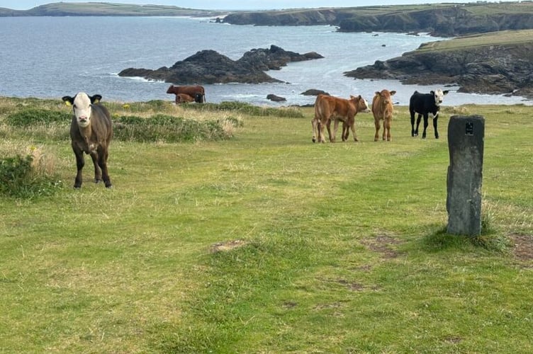 Cows in the field where the incident occurred (Picture: HSE)
