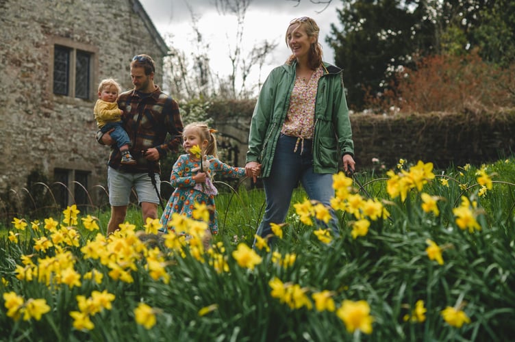 A family taking in the thousands of daffodils in Cotehele's gardens, Cornwall. Picture: National Trust Images, Steven Haywood