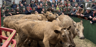 Hallworthy Livestock Market Report: Thursday, March 12