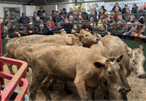 Hallworthy Livestock Market Report: Thursday, March 12