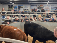 Holsworthy Livestock Market Report: Wednesday, March 18