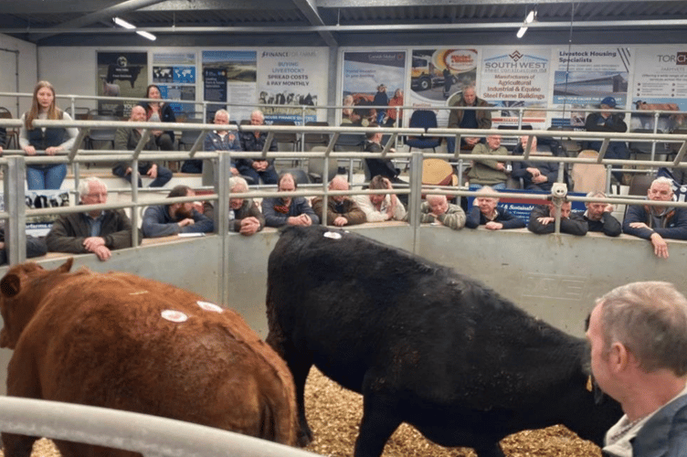 Another good entry this week at Holsworthy with trade remaining strong
More cattle of all ages required!.