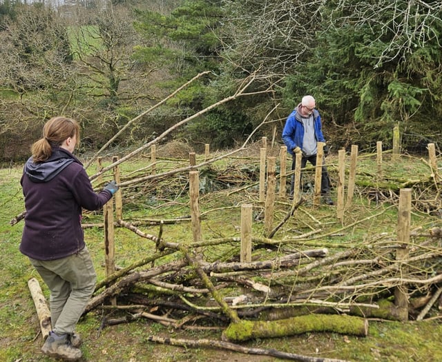 Volunteers breathe life into Launceston community woodland