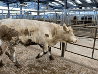 Holsworthy Livestock Market Report: Wednesday, March 25