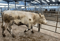 Holsworthy Livestock Market Report: Wednesday, March 25