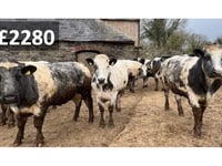 Hallworthy Livestock Market Report: Thursday, March 26