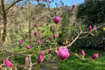 New book about magnificent magnolias at Caerhays