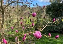 New book about the magnificent magnolias at Caerhays in Cornwall