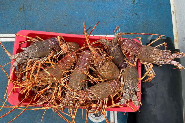 Fishermen fined nearly £10,000 over illegal shellfish offences