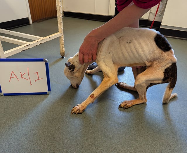 Eight-year ban for owner after dog left to suffer