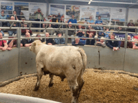Holsworthy Livestock Market Report: Wednesday, April 8