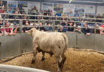 Holsworthy Livestock Market Report: Wednesday, April 8
