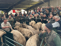Hallworthy Livestock Market Report: Thursday, April 9