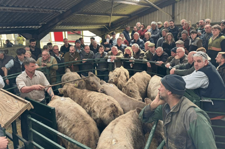 684 Cattle between the two rings at Hallworthy
today seeing a record entry of 333 Stirks.