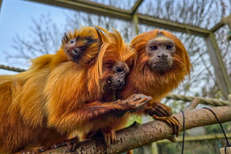 The youngster is expected to spend its early weeks closely attached to mum and dad