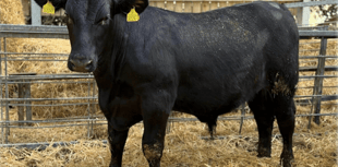Hallworthy Livestock Market Report: Thursday, April 16