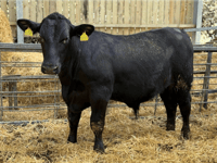 Hallworthy Livestock Market Report: Thursday, April 16