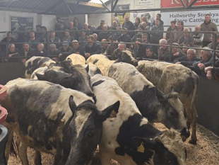 Hallworthy Livestock Market Report: Thursday, April 23