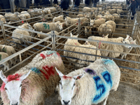 Hallworthy Livestock Market Report: Thursday, April 30