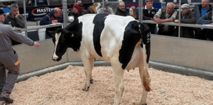 Holsworthy Livestock Market Report: Wednesday, May 6
