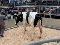 Holsworthy Livestock Market Report: Wednesday, May 6