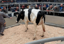 Holsworthy Livestock Market Report: Wednesday, May 6