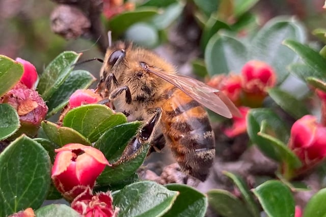 Gardening with Martin Pallett: Everything has suddenly taken off