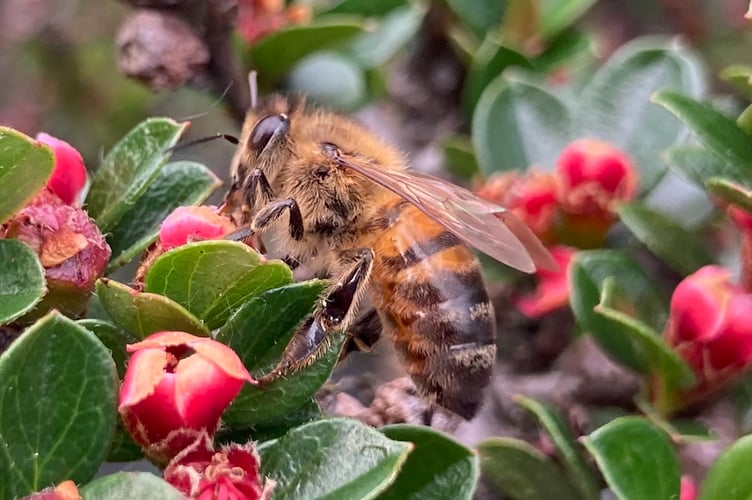 Some plants are a real magnet for bees. (Picture: Andrew Townsend)