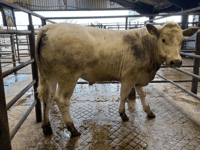 Hallworthy Livestock Market Report: Thursday, May 7