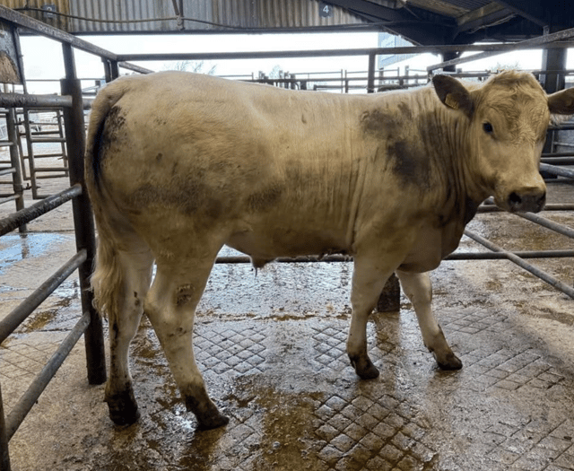 Hallworthy Livestock Market Report: Thursday, May 7